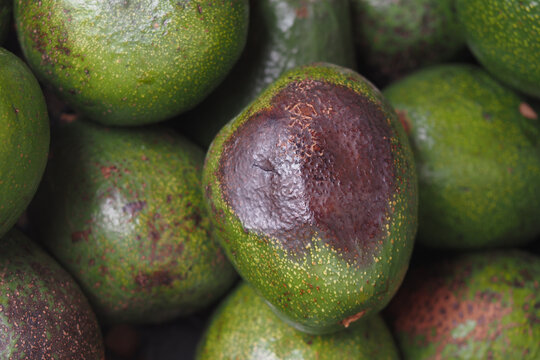 Avocados in a market with some showing signs of bruising