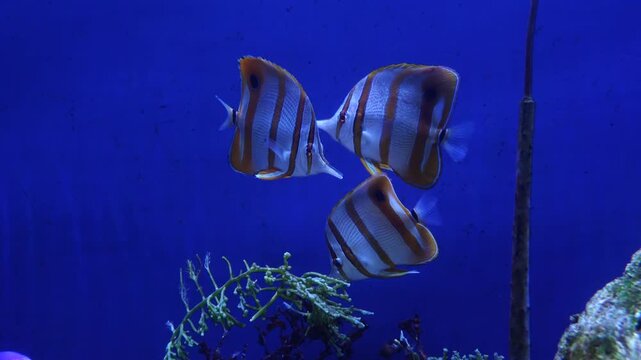 Copperband Butterflyfish Swimming Gracefully in Aquarium, Riau Islands, 4K