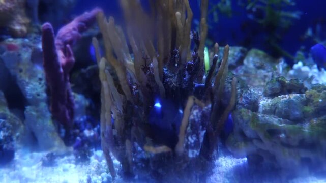 Fish Swimming Around Coral Reef in Aquarium - Cinematic 4K Footage