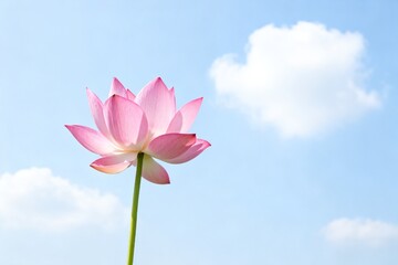 Obraz premium Pink lotus flower against blue sky