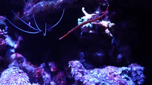 Ringed Pipefish Drifting Gently Among Coral Reef - 4K Underwater Shot