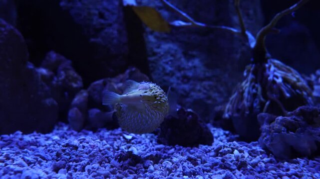 Porcupinefish Swimming underwater, exotic marine life in aquarium, in 4K