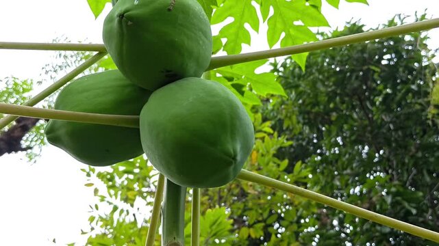 Close up of papaya tree and fruits