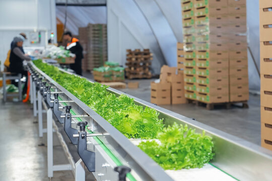 Rows line queue of crisp green lettuce travel smoothly along a stainless steel conveyor belt inside a large, high-tech indoor farm. This automated process ensures fresh produce delivery