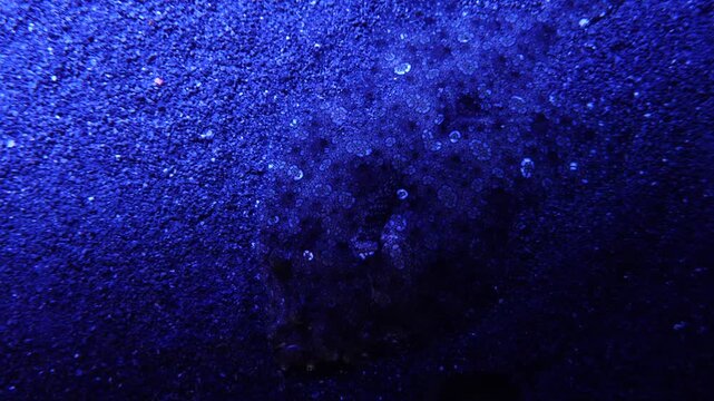 Flounder Camouflaged on Sandy Ocean Floor, Batam, Indonesia, 4K, Sony A7M4