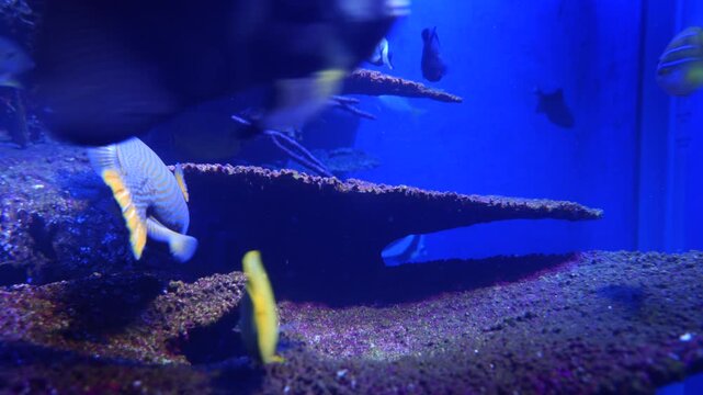 Colorful Fish Swimming underwater in Batam Aquarium, Riau Island - 4K