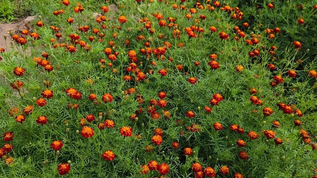 Beautiful blooming marigold flowers in the garden