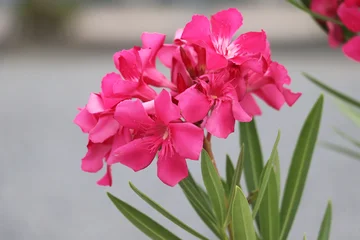 Fototapete Pink Fresh blooming pink oleander flowers creating vibrant tropical feeling in garden landscape  © vuthy
