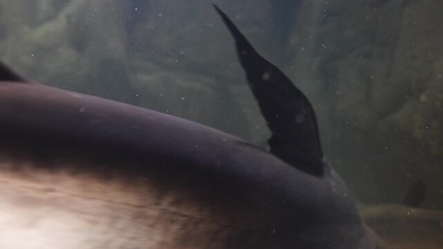 Alligator Gar & Other Fish Swimming in Aquarium - 4K Stock Footage