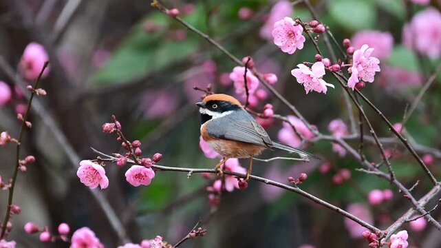Black-throated Bushtit Bird Perched on Blooming Cherry Blossom Branch in Spring
