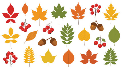 Obraz premium Large collection of diverse autumn elements including colorful maple and oak leaves, acorns, and red berry branches isolated on white ground.