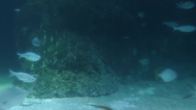 Underwater Fish School Swimming Near Coral Reef, Ambient Light, 4K