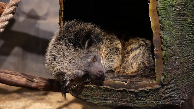 Lazy Binturong Resting in Tree Hollow, Wild Habitat, Cinematic 4K Footage