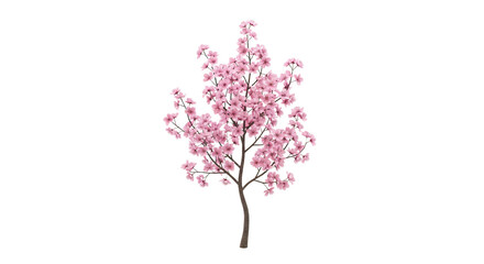 Fototapeta premium Blooming Cherry Blossom Tree in Full Spring Bloom, Pink Flowers on White Background