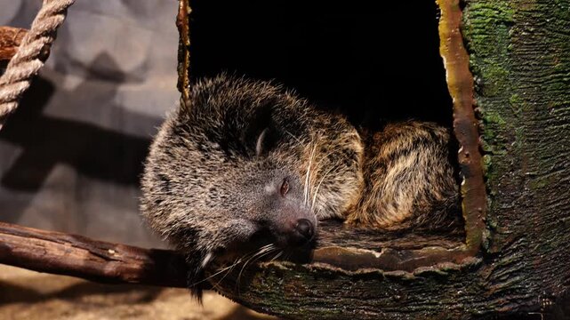Binturong Sleeping Peacefully in a Hollow Tree, Cinematic 4K Stock Footage