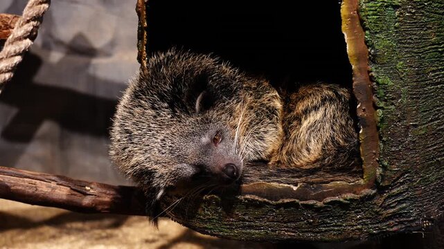 Binturong Resting Inside Tree Hollow, Relaxing in Captivity - 4K Footage