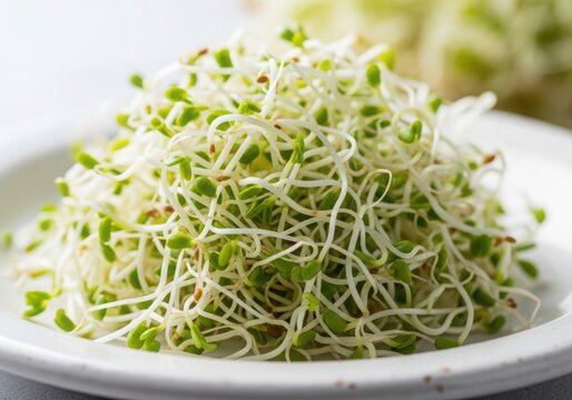 A plate of freshly sprouted alfalfa