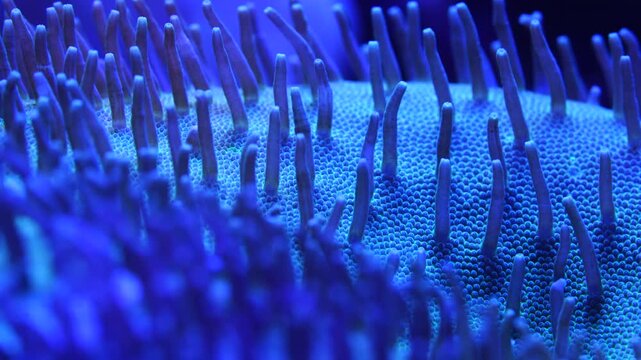 Vibrant Coral Reef Close-Up - Underwater Marine Life, 4K Stock Footage