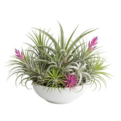 Air plants in a white bowl with pink blooms
