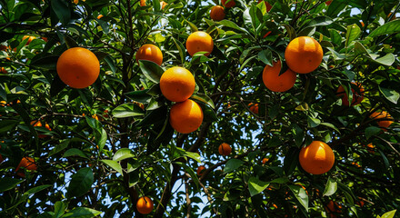 Multiple ripe oranges clustered among green leaves in lush orchard environment