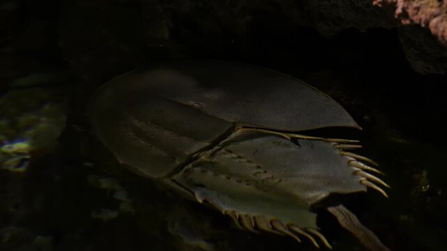 Horseshoe Crab Swimming in Aquatic Habitat, Close Up, in Aquarium, 4K