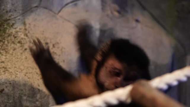 Captivating Capuchin Monkey Gazing Upward, Indoor Enclosure, Cinematic 4K
