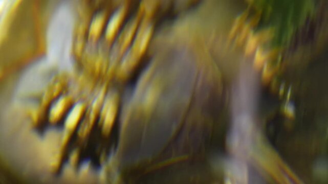 Close-Up of Horseshoe Crab Moving in Batam Seabed in 4K Cinematic Shot