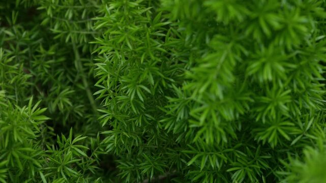 Foxtail Fern with Soft Focus Bokeh Creating Dreamy Green Natural Background