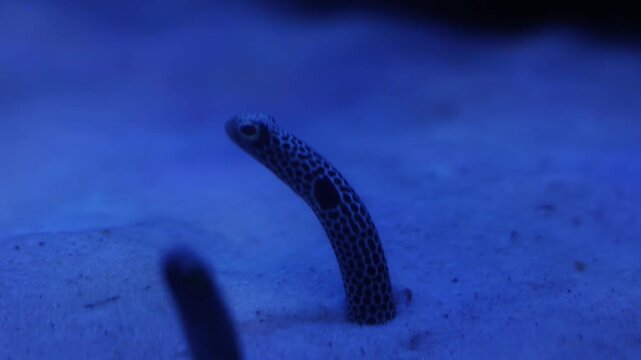 Garden Eel Periscoping Up Through Sandy Seafloor in Aquarium - 4K