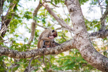 Mother Monkey Nursing Her Infant on a Tree Branch in the Wild