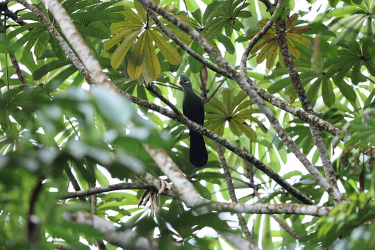 The yellow-billed turaco (Tauraco macrorhynchus) is a species of bird in the family Musophagidae. This photo was taken in Ankasa National Park, Ghana.