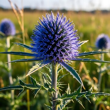 Blue Thistle Bloom.