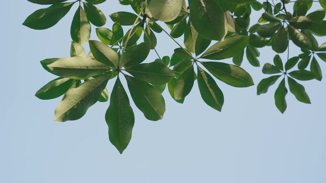 Vibrant Sea Mango (Cerbera Odollam) Leaves Against a Clear Blue Sky