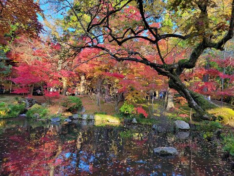 japanese maple tree in Kyoto 