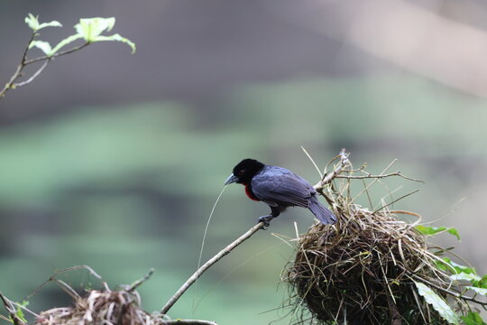 The blue-billed malimbe or Gray's malimbe (Malimbus nitens) is a species of bird in the family Ploceidae. This photo was taken in Ankasa National Park, Ghana.