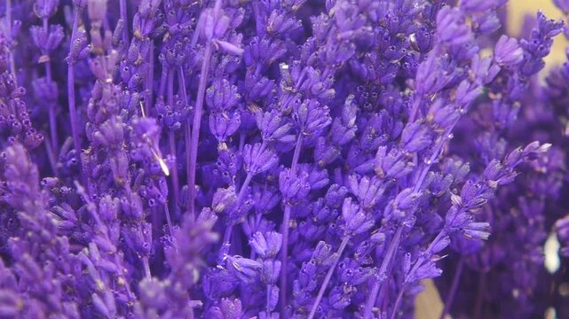 Close up of dried lavender flowers in soft focus with subtle motion