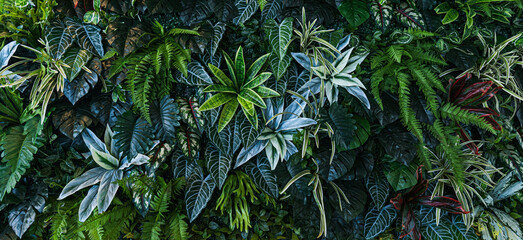 Obraz premium Full Frame of Green Leaves Pattern Background, Nature Lush Foliage Leaf Texture, tropical leaf