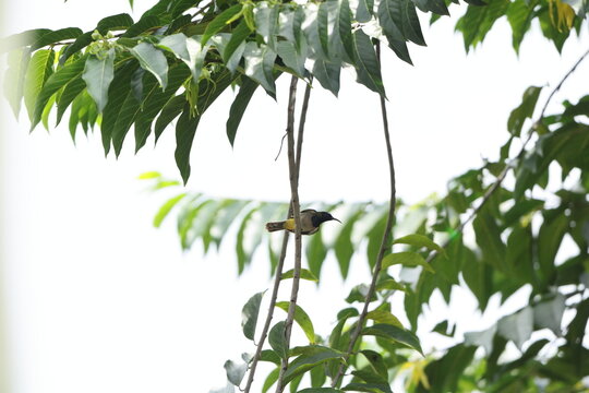 Reichenbach's sunbird (Anabathmis reichenbachii) is a species of bird in the family Nectariniidae. This photo was taken in Ankasa National Park, Ghana.