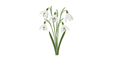 Fototapeta premium Delicate bunch of white snowdrop flowers with green stems and leaves isolated on a white background for early spring and nature illustrations.