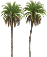 Obraz premium Pair of tall palm trees with lush green fronds and textured brown trunks on a white background tropical