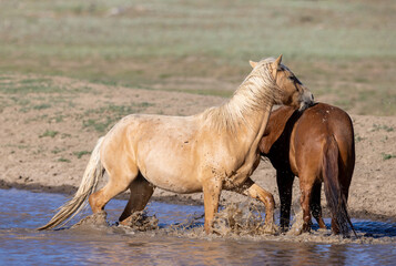 Obraz premium Chestnut and Palomino wild horse stallions fighting and biting while in the water in the Apache Sitgreaves National Forest near Heber Arizona United States