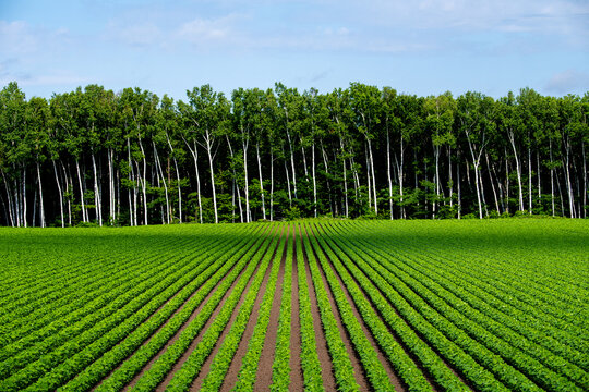 Row crop field with windbreak forest in rural farmland in Koshimizu, Hokkaido, Japan