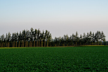 Obraz premium Farmland and windbreak trees under clear sky in Koshimizu, Hokkaido, Japan