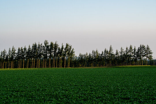 Farmland and windbreak trees under clear sky in Koshimizu, Hokkaido, Japan