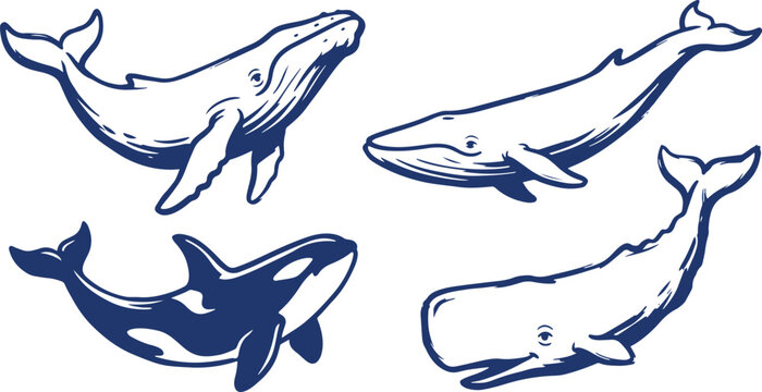 Hand Drawn Whale Set Marine Animal Sketch Style Vector Illustration.