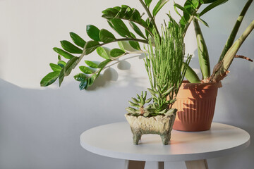 Obraz premium Potted succulents and zz plant displaying green foliage on white table in sunlight