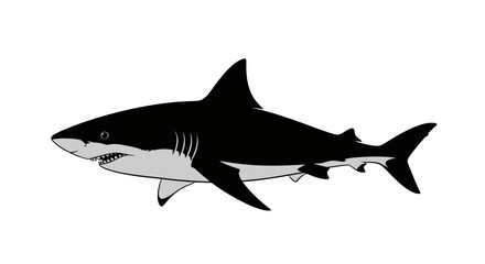 Obraz premium Fierce shark swimming in ocean waters with sharp teeth