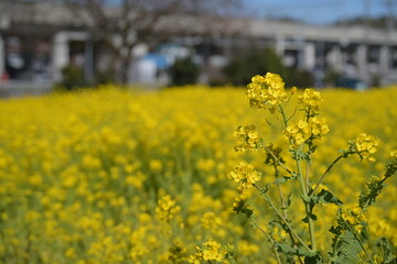 Obraz premium 満開の菜の花畑、高架の鉄道、青い空