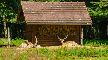 Fototapete bei efototapeten.de bestellen   