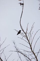 Fototapeta premium Hummingbird perches delicately on thin branches. Sky forms a soft, muted backdrop behind the bird. Branches reach upward with bare, intricate limbs. The bird remains still. Ideal for nature, wildlife
